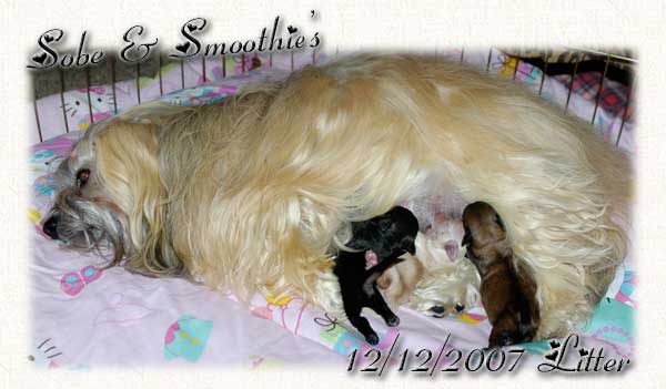 Sobe & Smoothies Havanese Puppies - Group Picture